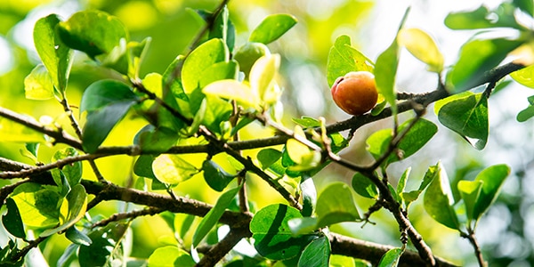 cherry on a branch