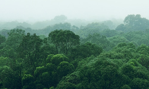 Forest with fog