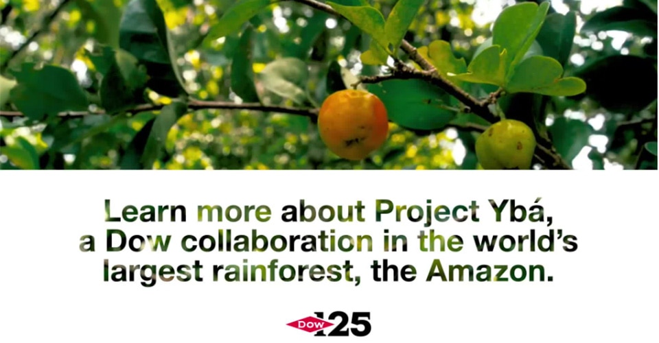 picture of a tree in a rainforest